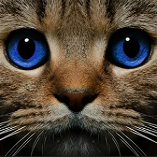 Find the Ghost Cat Cover